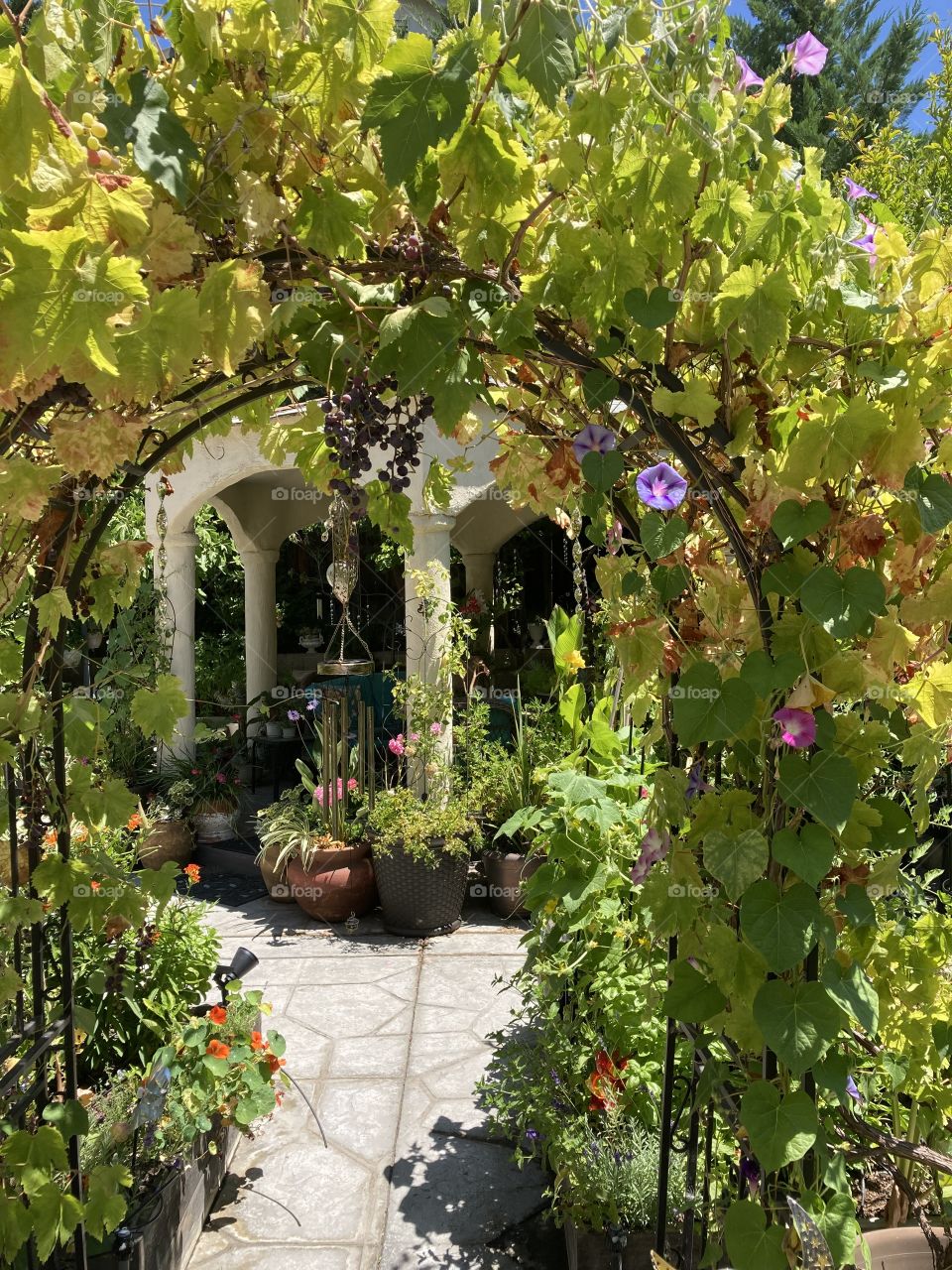 Under the grape arbor 