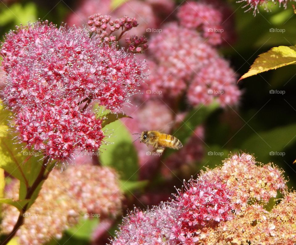 Close-up of a insect