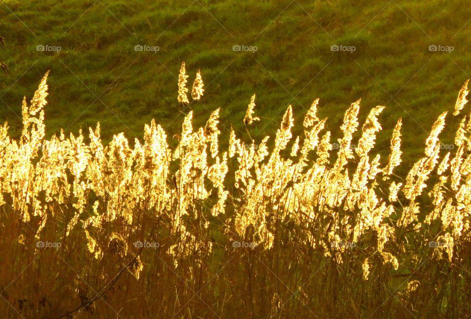 translucent vegetation