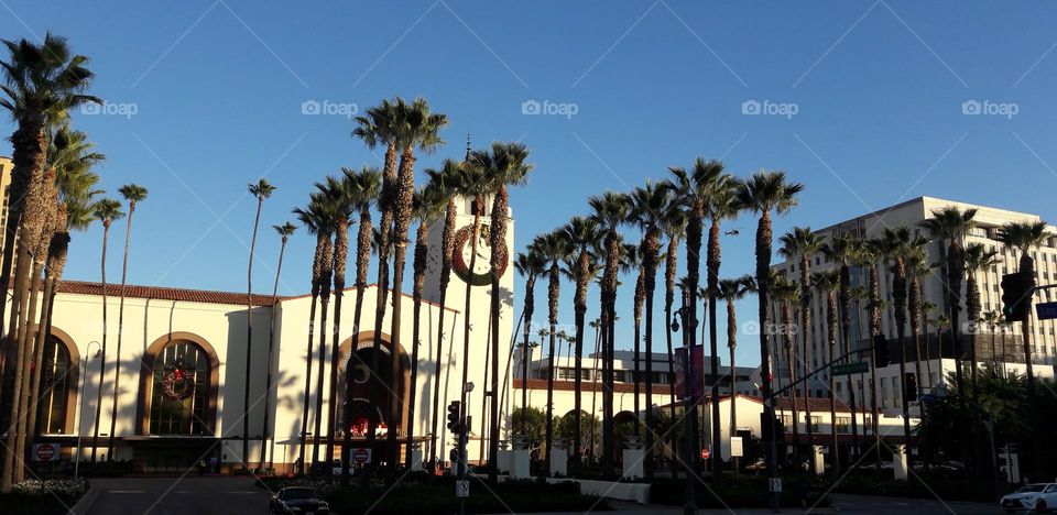 Palm trees and Reflection