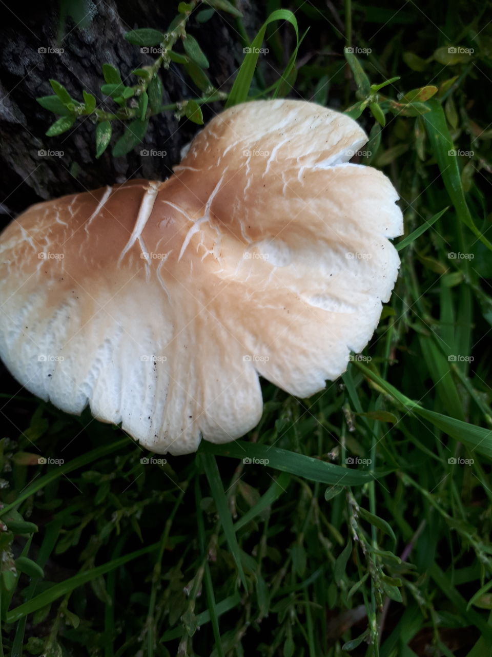 Fungus