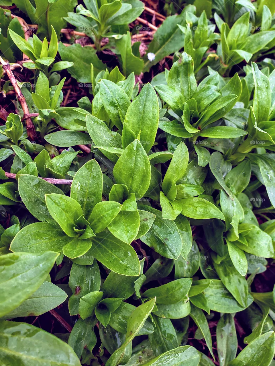 plants