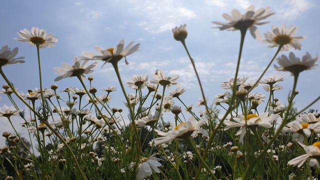 Daisy summer flowers on a beautiful day from a low angel view . Sommarblommor prästkrage från lågt perspektiv 