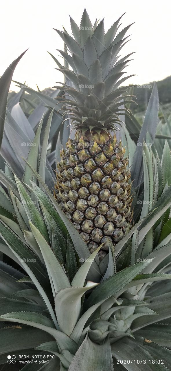 pineapple