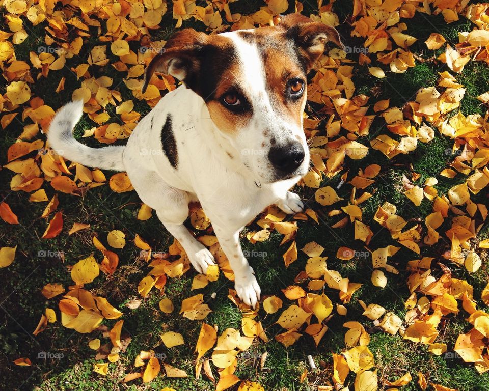 Cute skeptic puppy 