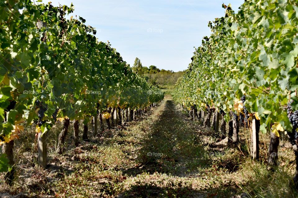 Vignes