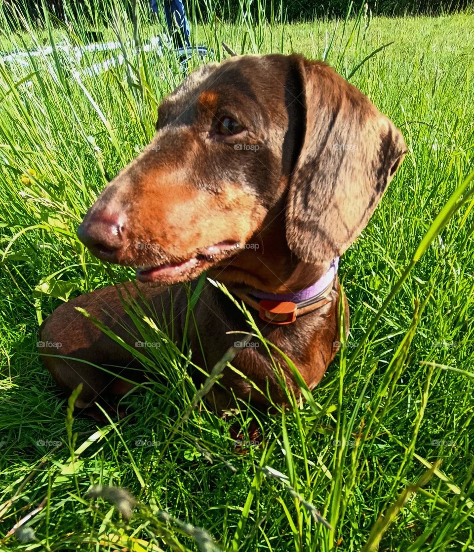 dog pet beautiful portrait in green grass summer time, mobile photography