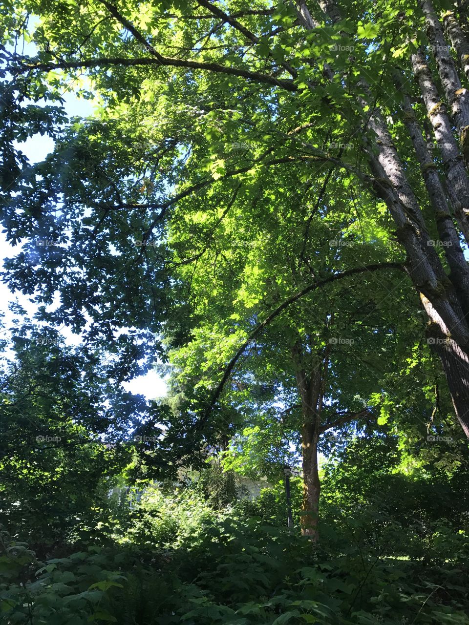 The woods outside of my bedroom window