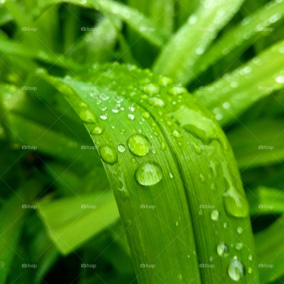 raindrop