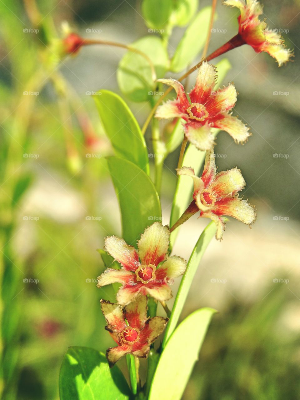 Beautiful macro shots