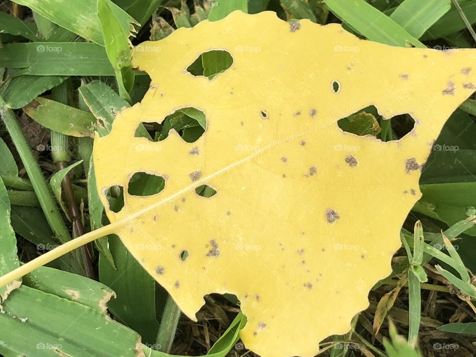 Caterpillar eaten leaf