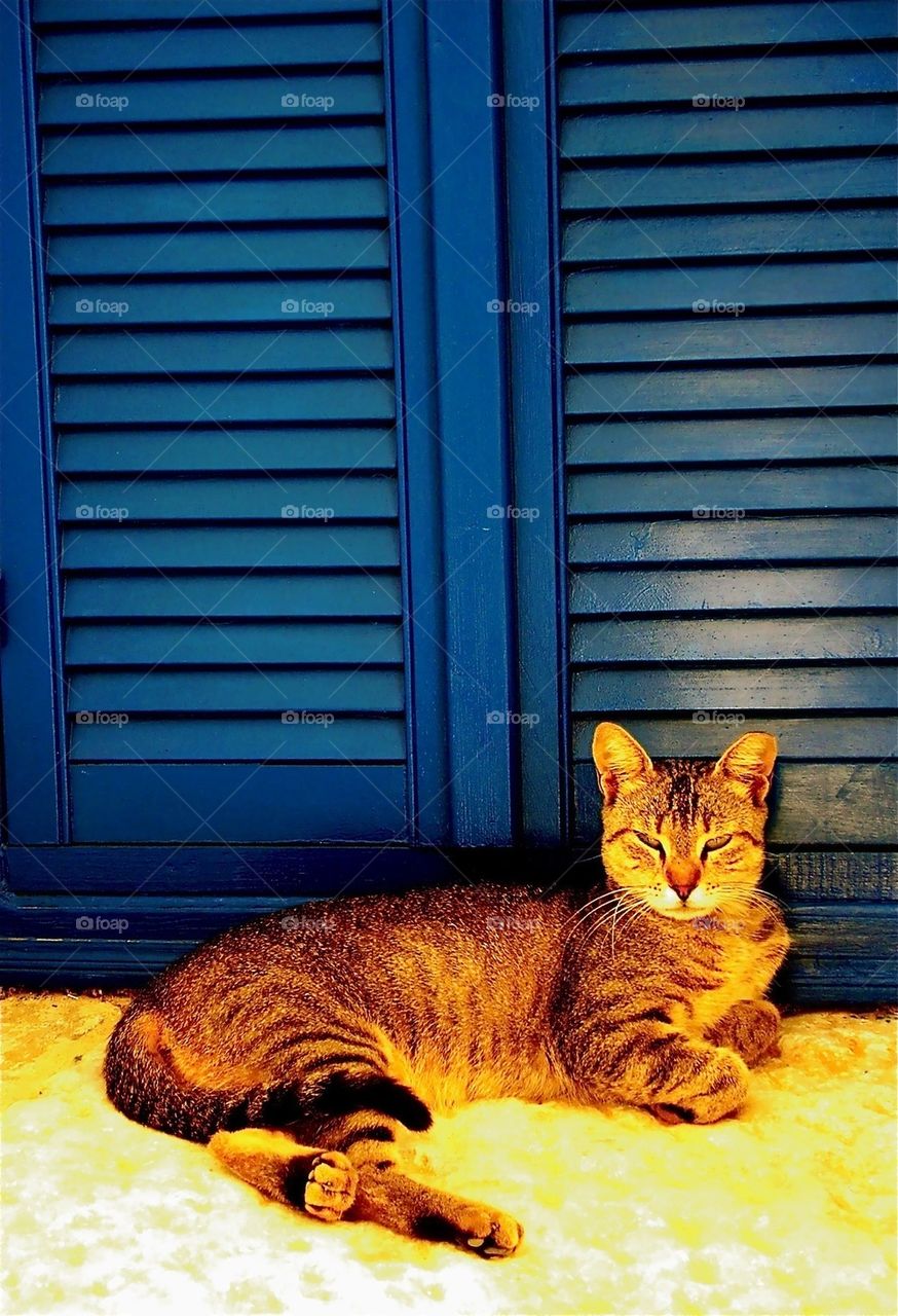 A sunny cat in Greece