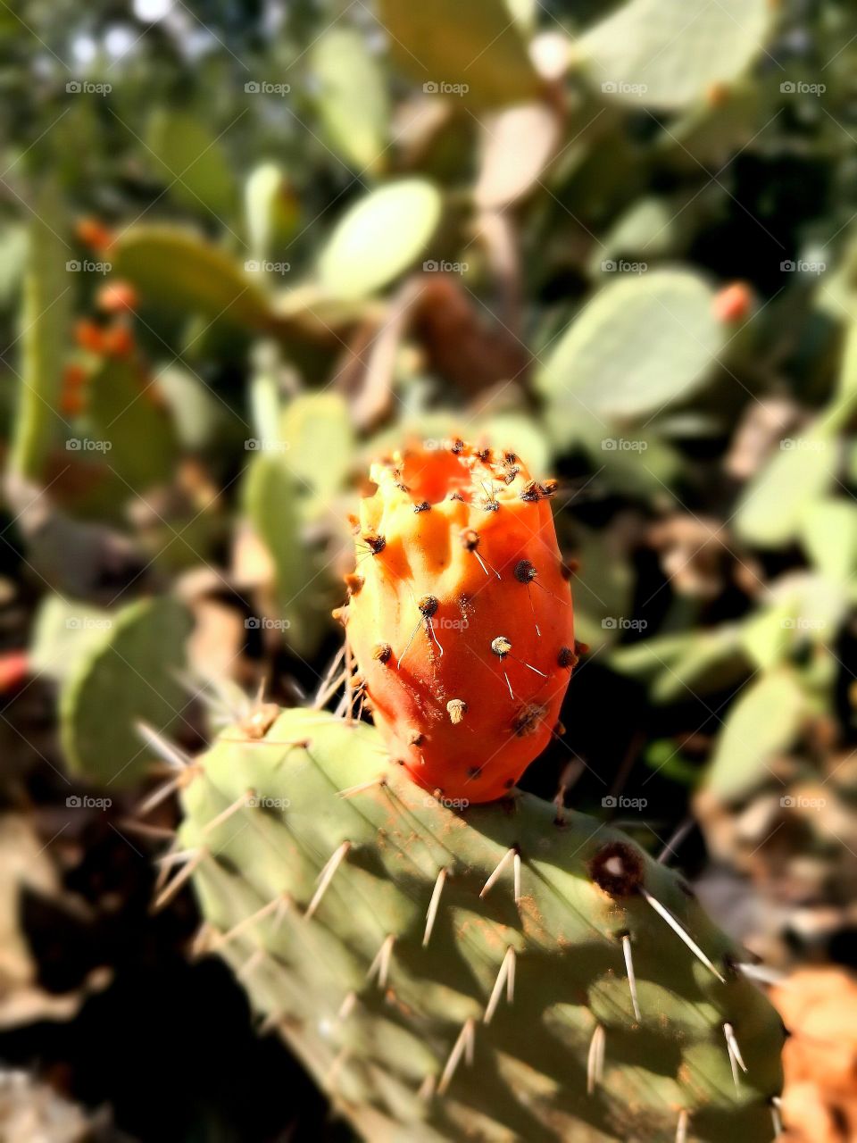 delicious prickly pear cactus summer fruit on a countryside garden