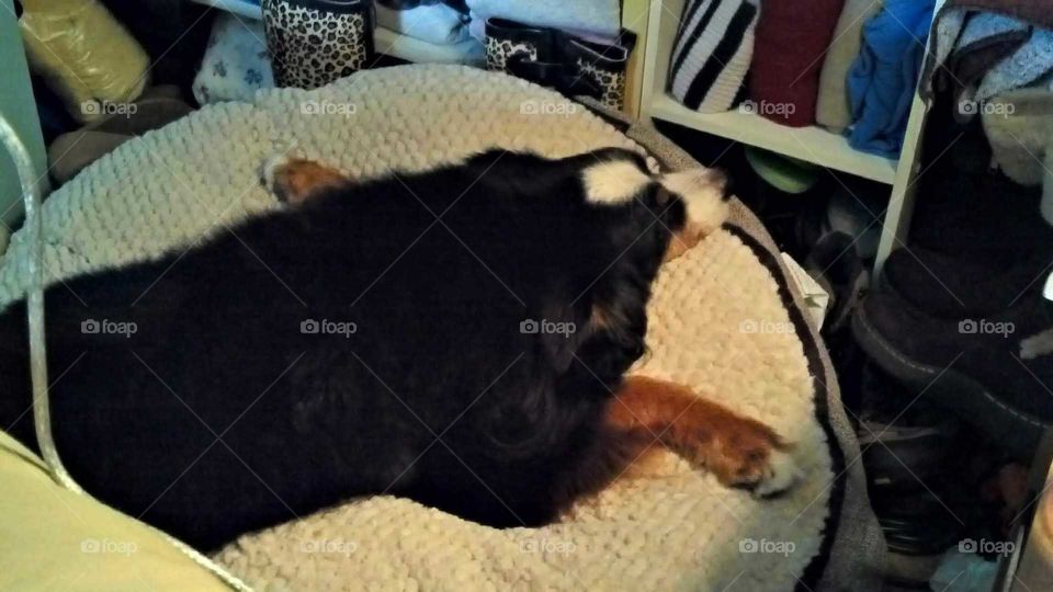 Senior Bernese Mountain Dog On Plush Oversized Dog Bed