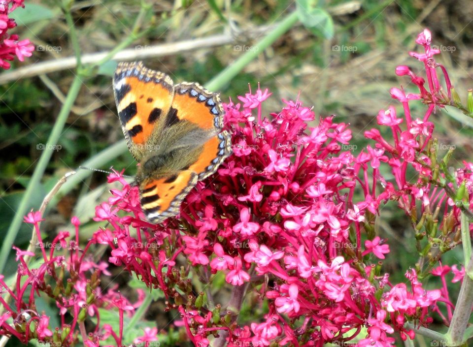 Small tortoiseshell butterfly collecting nectar from red valerian🦋