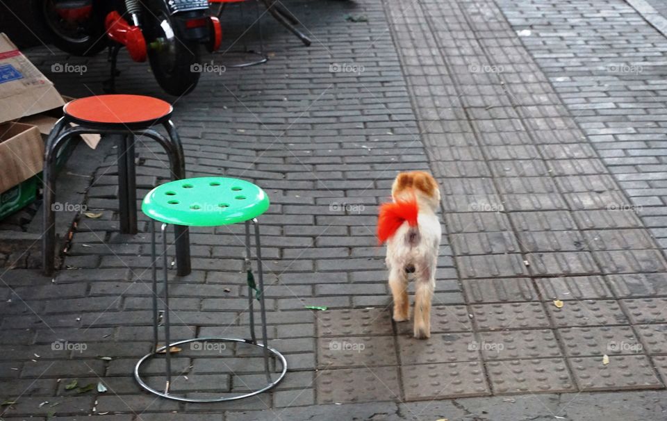 street fashion. poor dog...