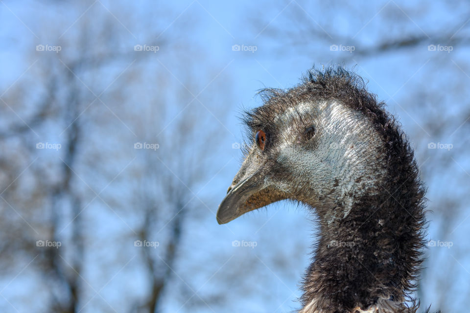 emu