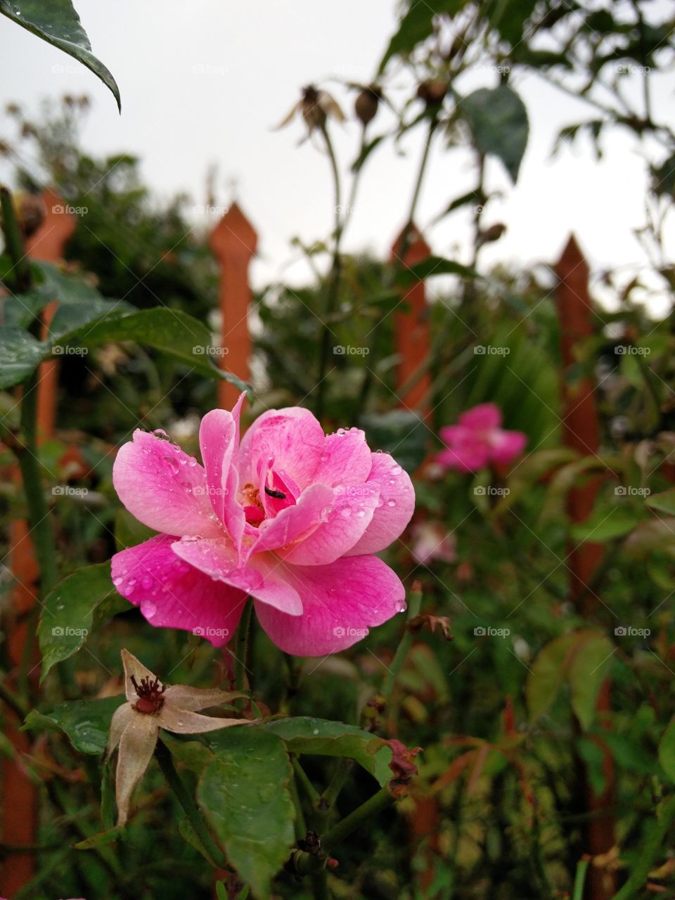 rainy day pink little