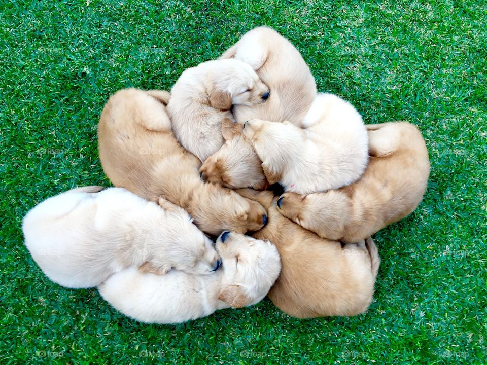 High angle view of puppies resting on grass
