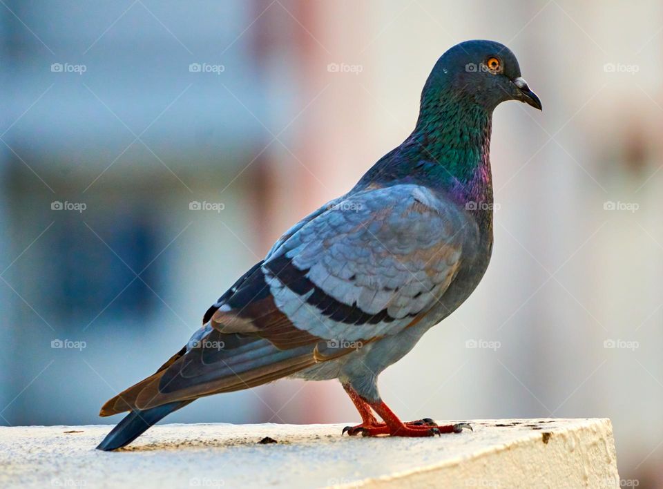 Bird photography  - Dove perching