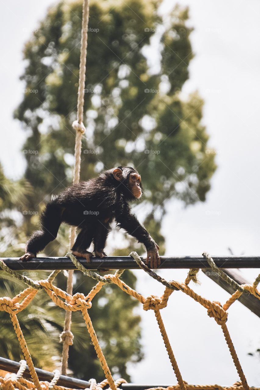 I’ve always enjoyed taking pictures of nature, both plants or animals. What enjoy the most about photographing animals is capturing their emotions and hace the photo tell a story. I took this photo of a baby chimpanzee in a zoo in Puebla, México.
