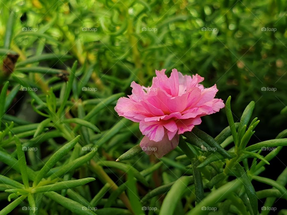 the Portulaca Grandiflora