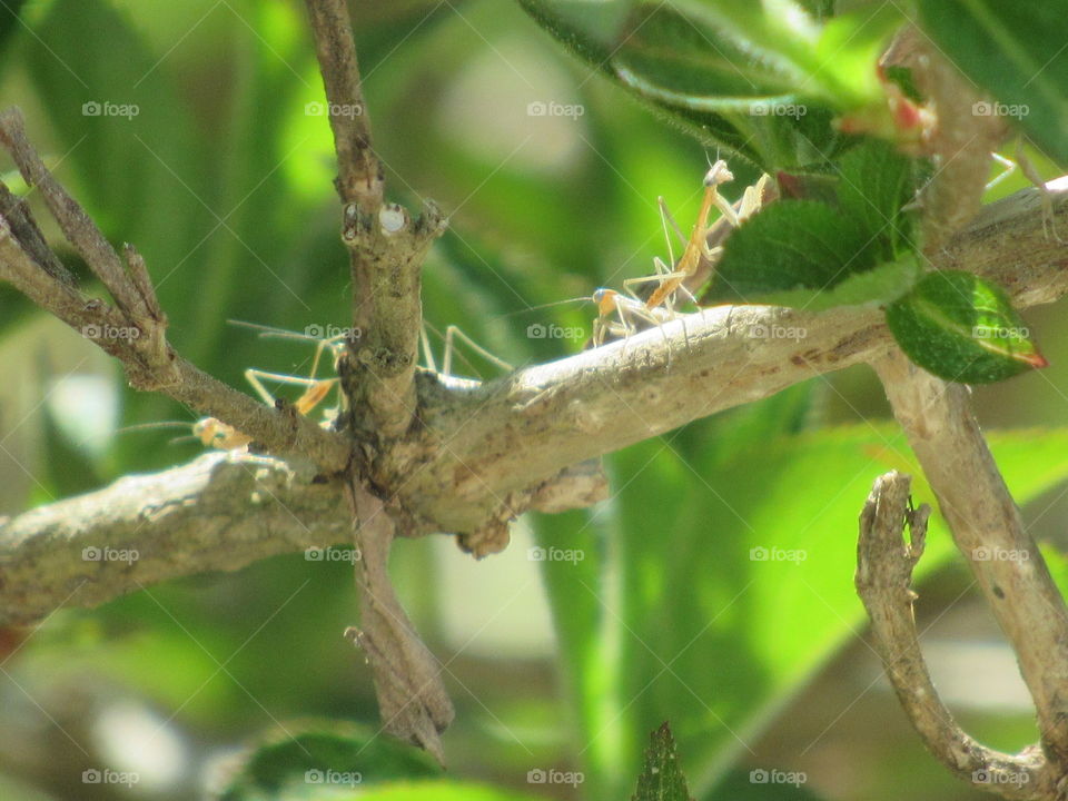 Nature, Leaf, Insect, Outdoors, Tree