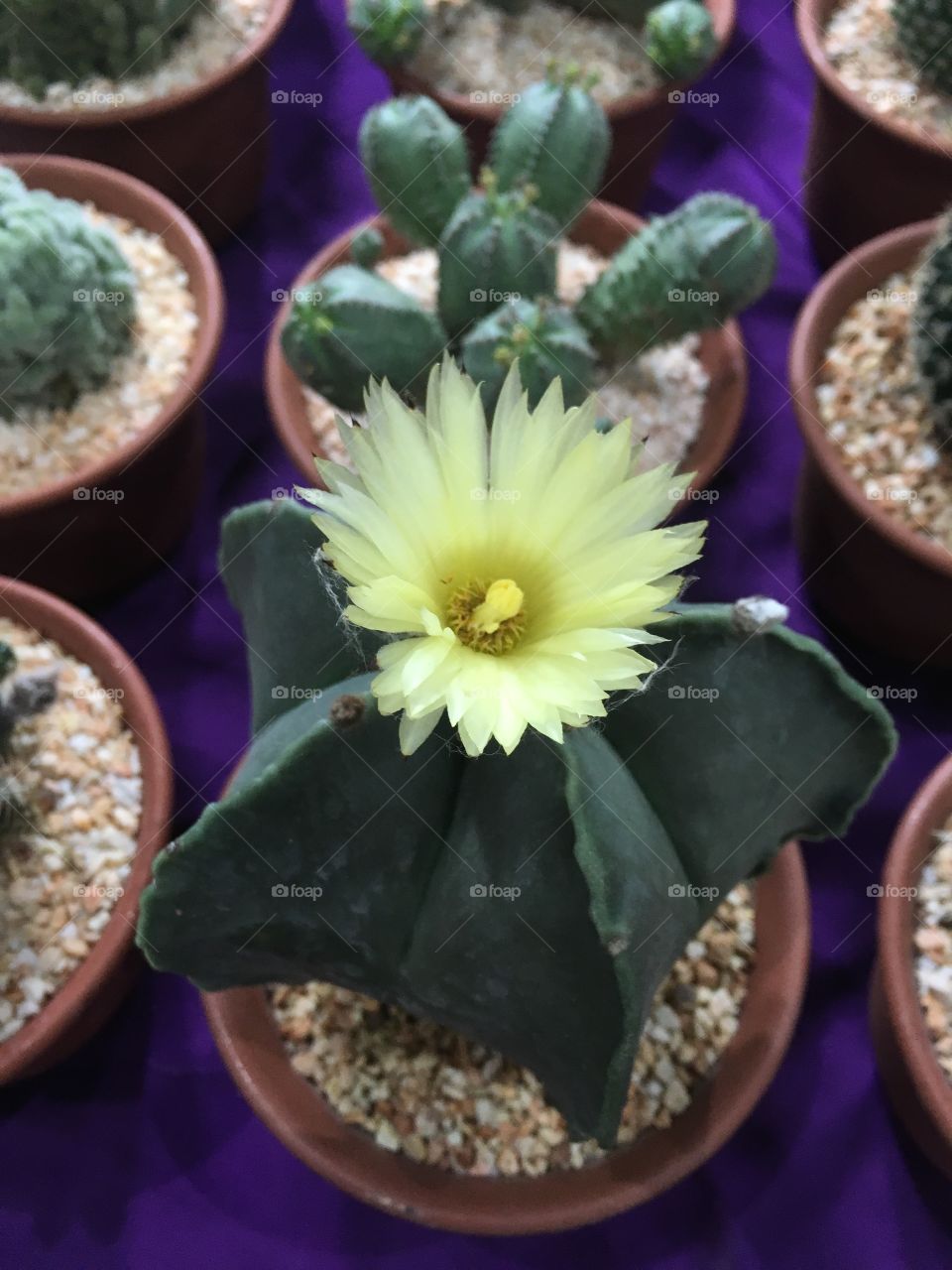 Cactus Flower.