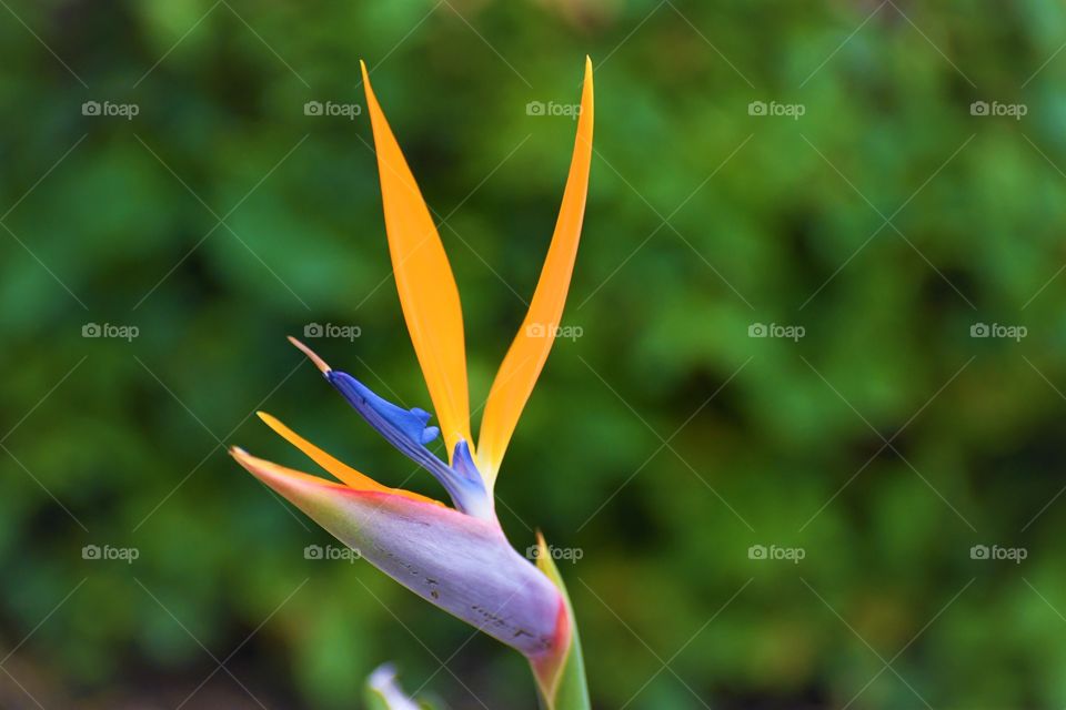 Birds of paradise flower