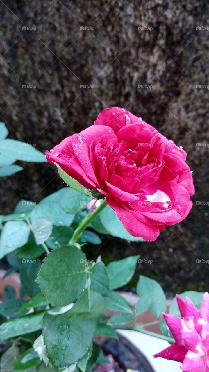 A beautiful Rose for the beautiful people