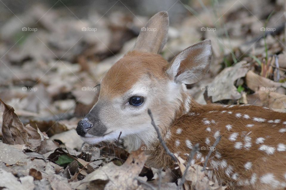 Doe and Fawn