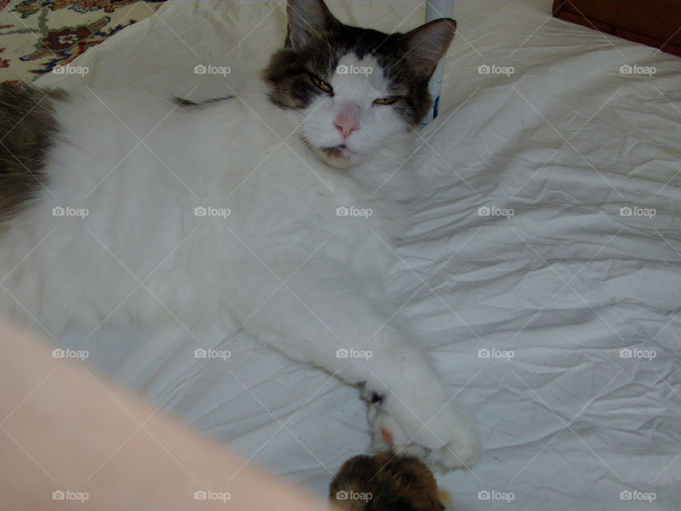 Cat, Mammal, Bed, One, Sleep