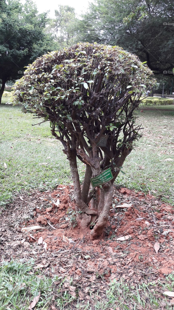 Nature, Tree, No Person, Leaf, Wood