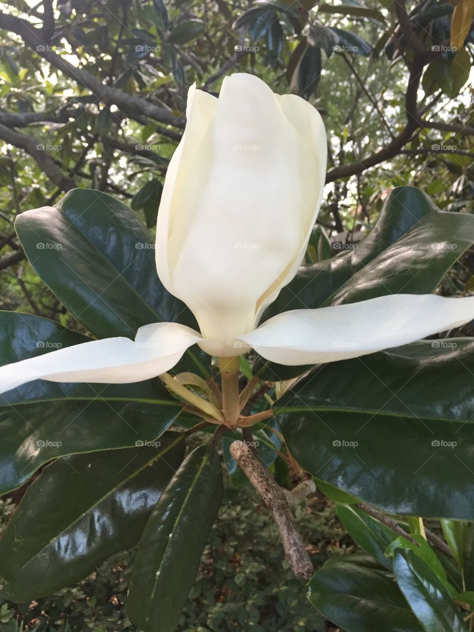 Magnolia bud. Magnolia 