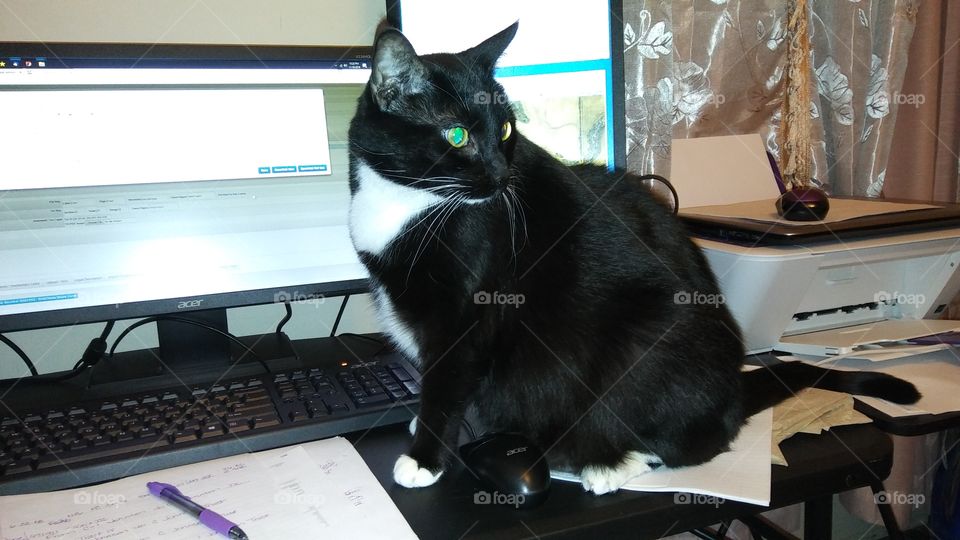 When your 25 pound cat won't let you work