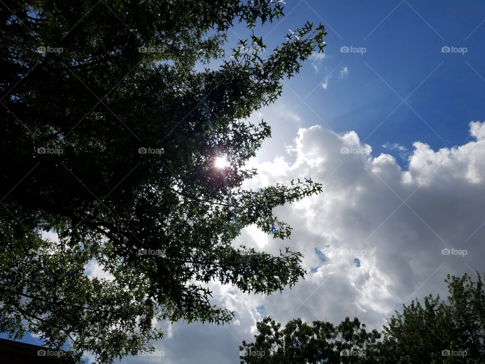 A gentle eye peeks from behind the tree before showing his face again