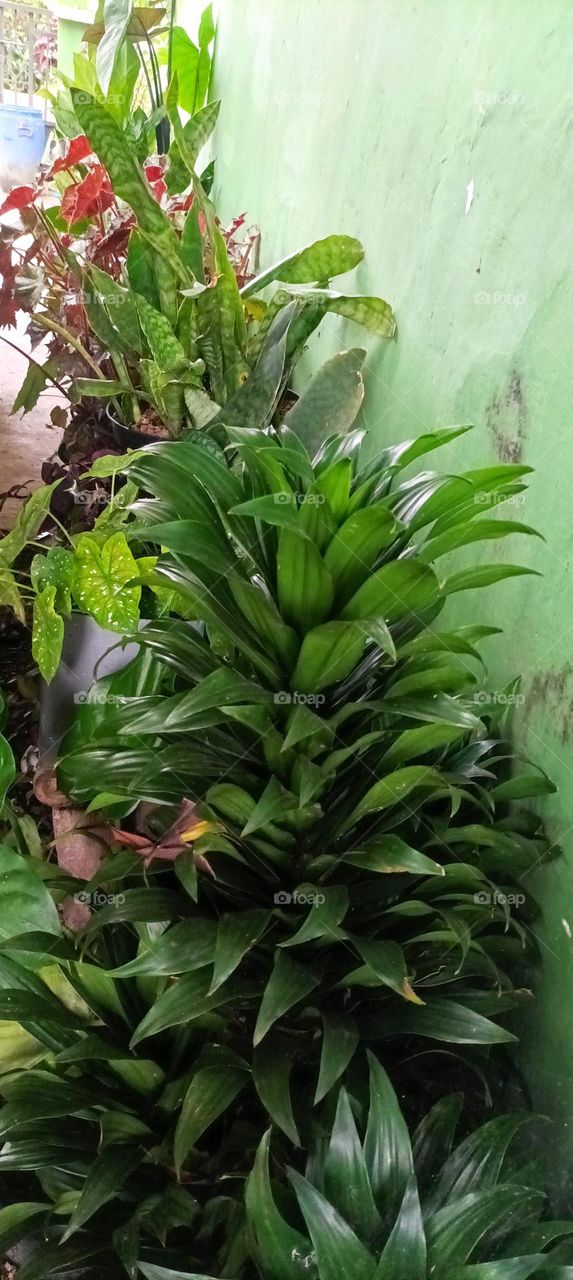 dark green dracaena
