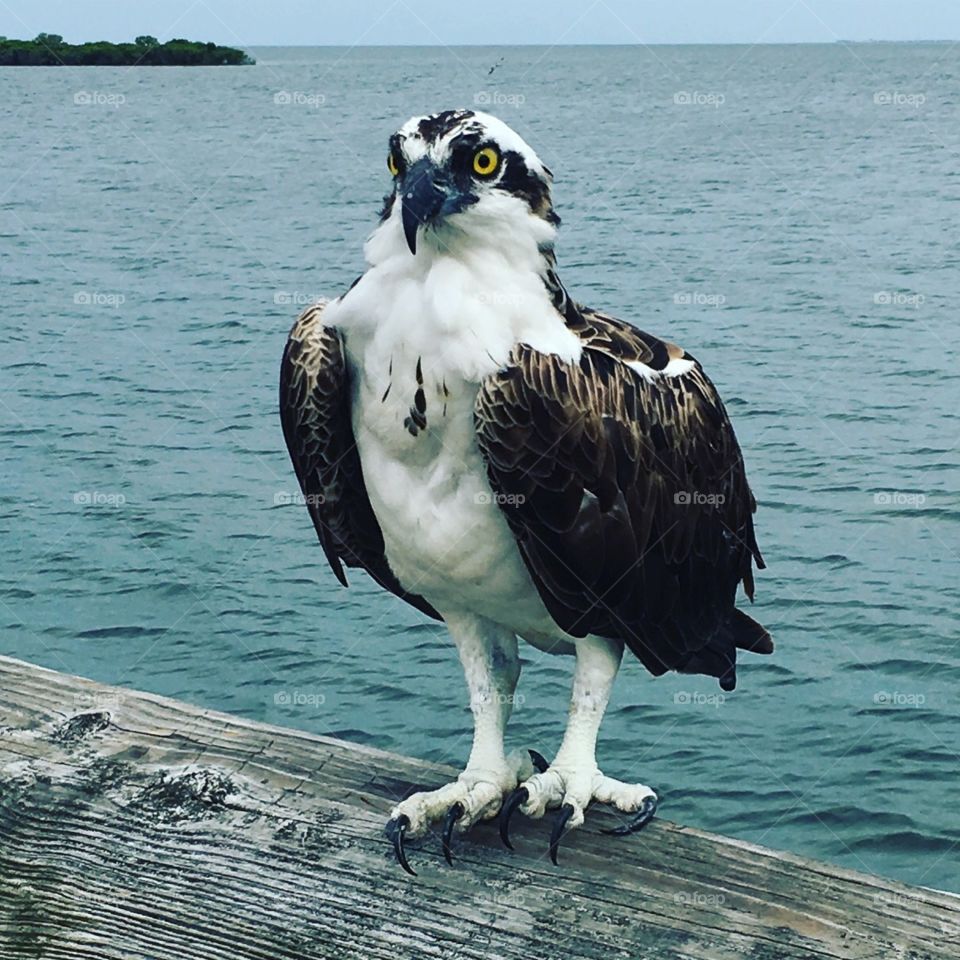 The most approachable osprey in Florida.