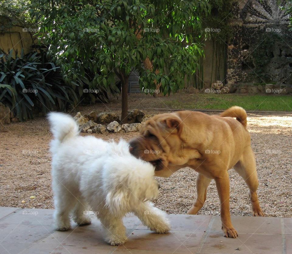 Taiga y Leona