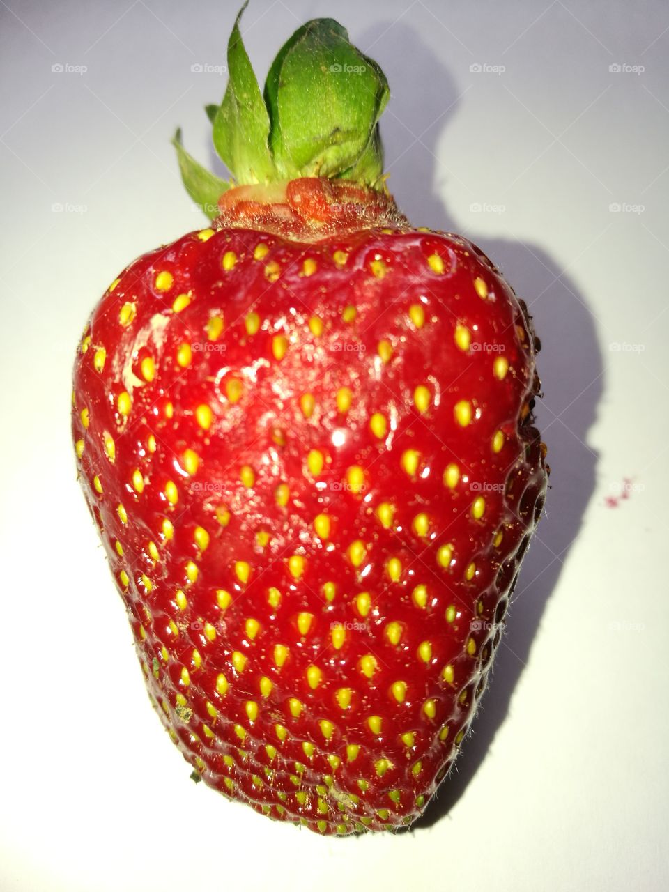 Ernte Frische Erdbeere