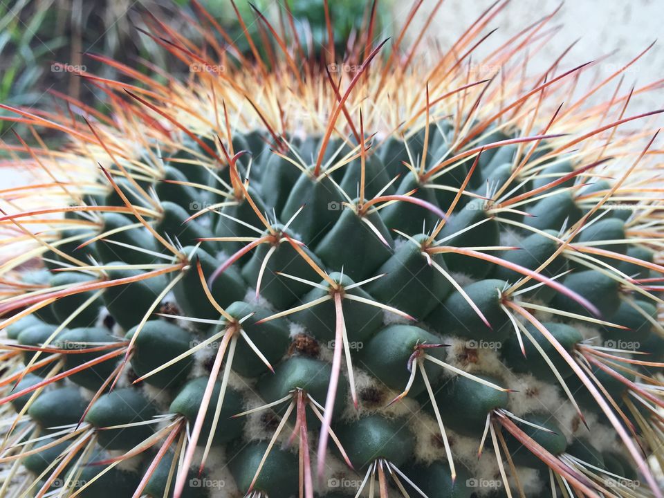 Cactus, Succulent, Sharp, Spine, Prickly