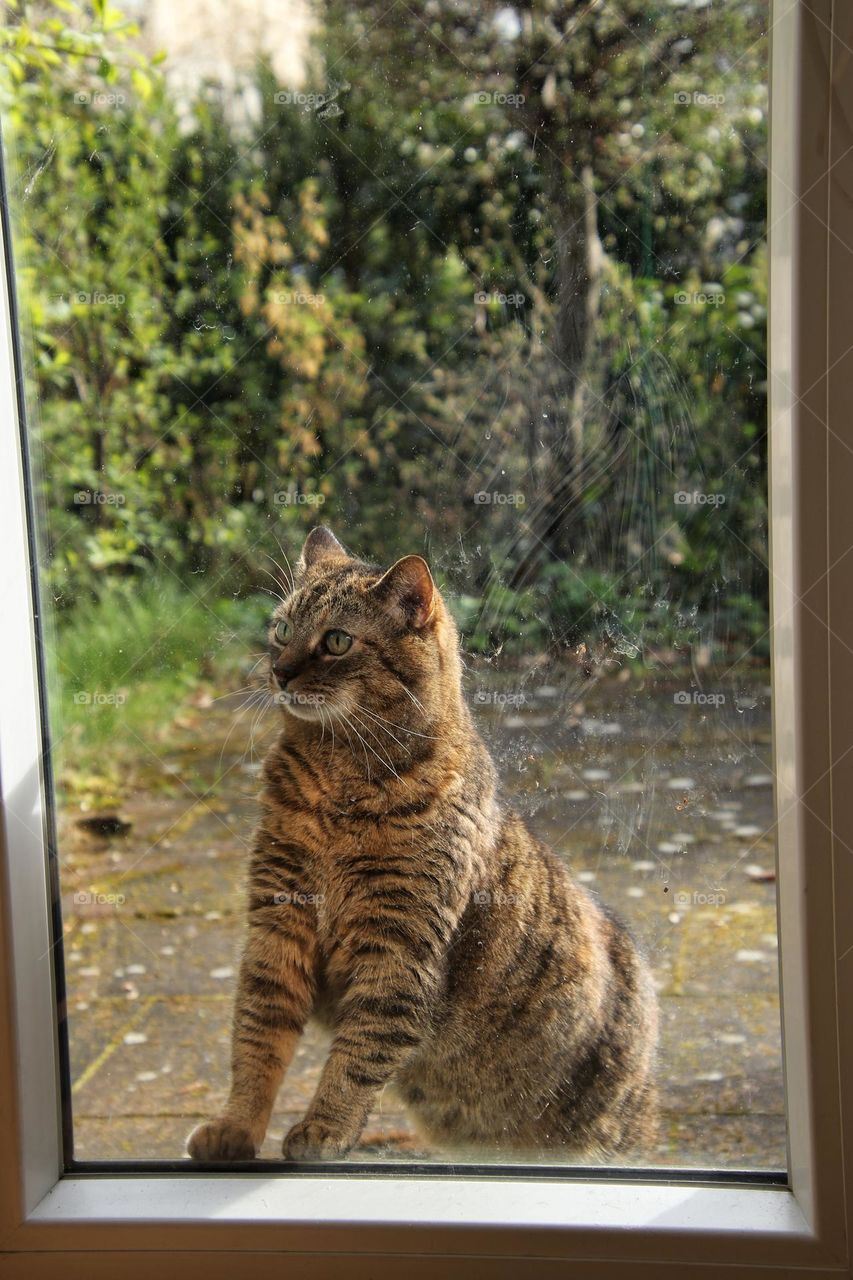 Striped cat looking through a glass door from the outside