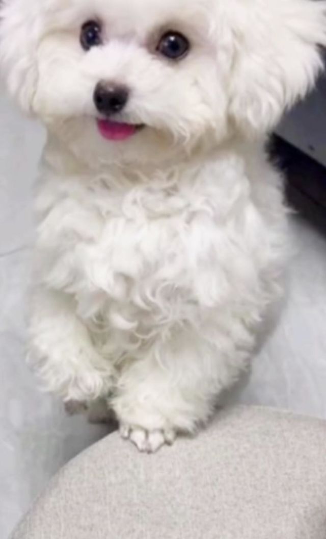 🐕