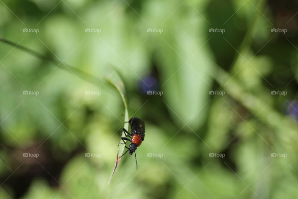 Hanging on the leaf