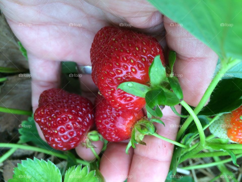 Berries