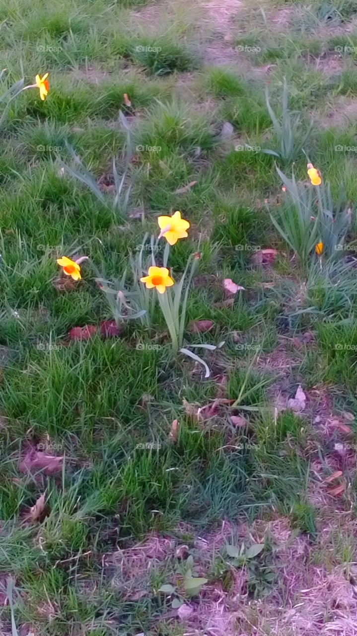 Daffodils. Polish spring.