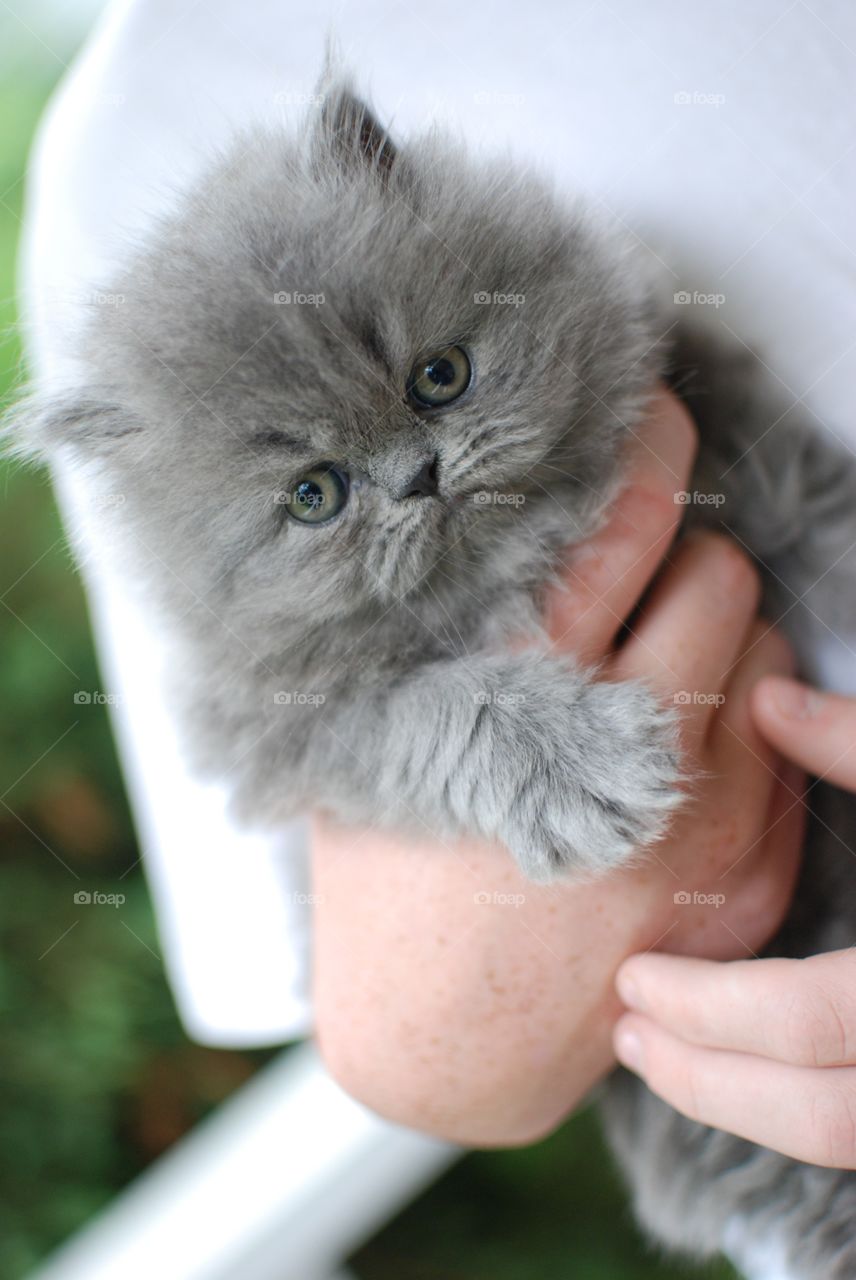 Soft Gray Kitty