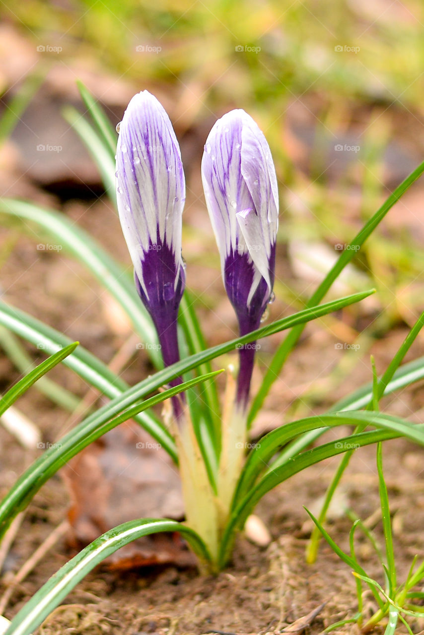 Crocus flower