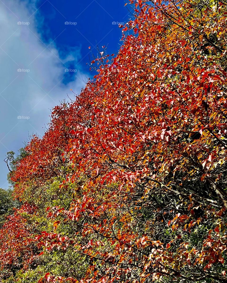 Beautiful maple tree and maple leaves