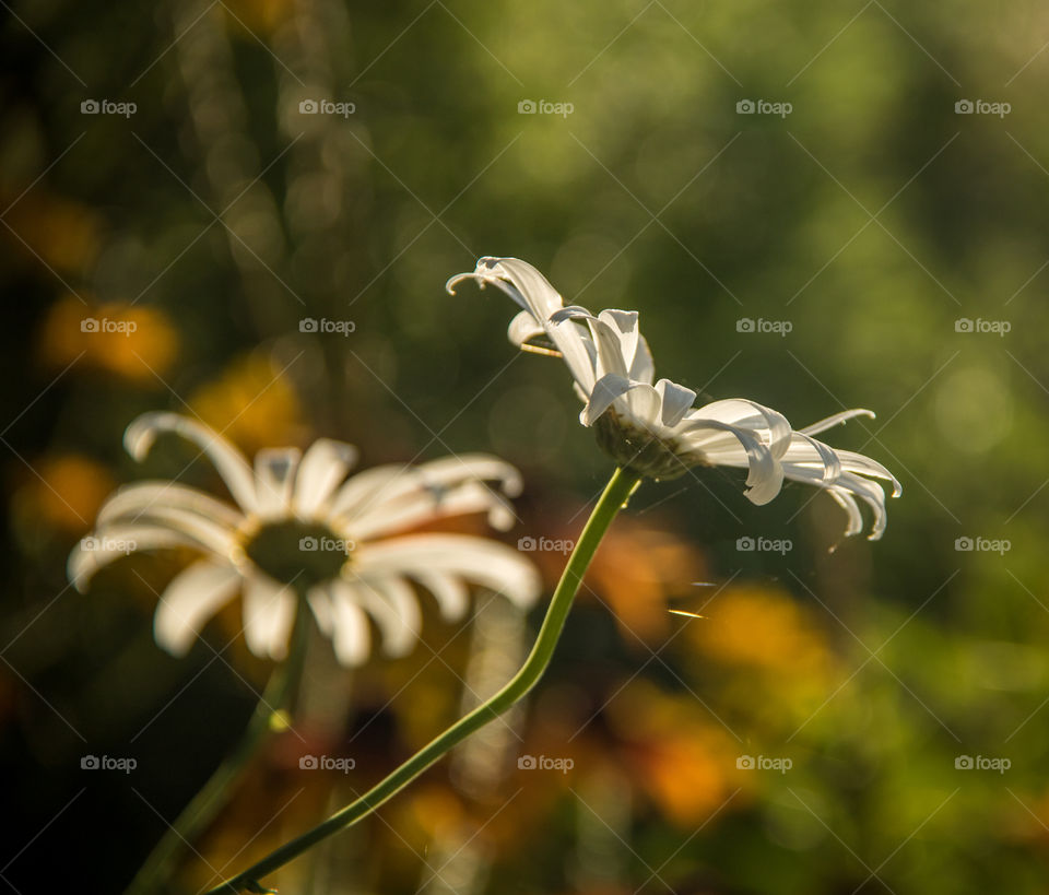 Daisies 